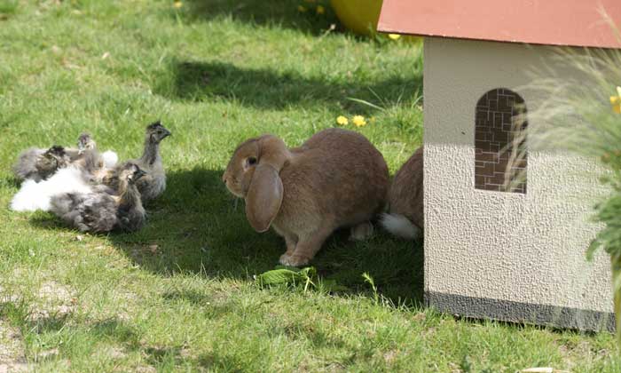 © Kölner Zoo / W. Scheurer